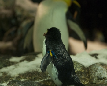 Loro Parque
