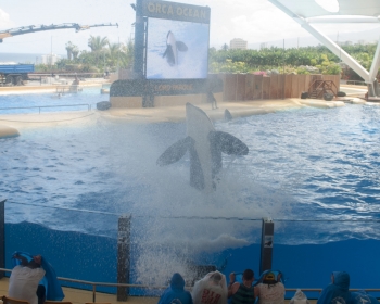 Loro Parque, Orca ocean