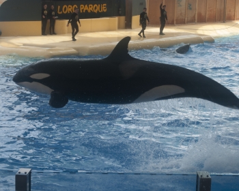 Loro Parque, Orca oceanarium