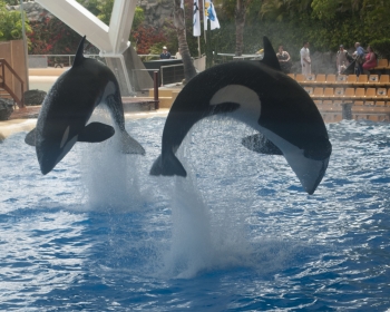 Loro Parque