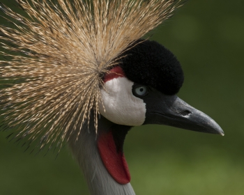 Loro Parque