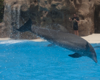 Loro Parque