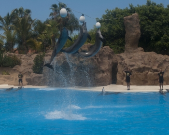 Loro Parque, delfinarium