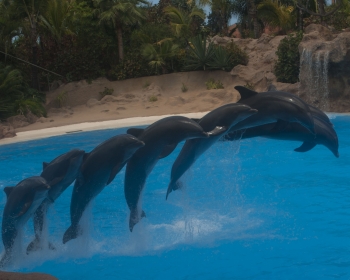 Loro Parque, delfinarium