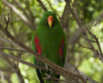Loro Parque Papugarnia