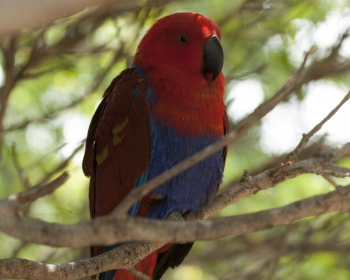 Loro Parque Papugarnia 2