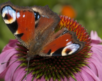 Motyl